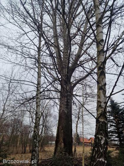 Topole na pniu sprzedam