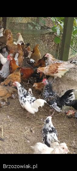 Liliputy dorosłe kury,  koguty tylko parami,  karzełek polski,  porcelanowe