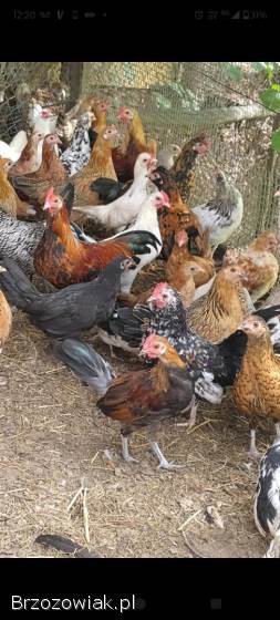 Liliputy dorosłe kury,  koguty tylko parami,  karzełek polski,  porcelanowe