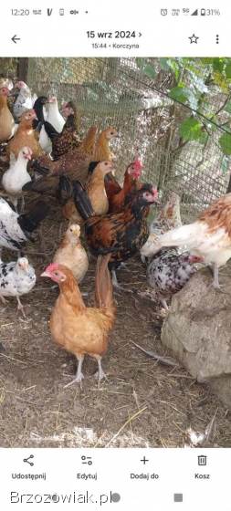 Liliputy dorosłe kury,  koguty tylko parami,  karzełek polski,  porcelanowe