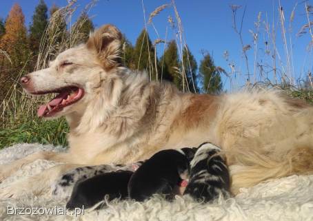 Piękna Suczka BORDER COLLIE z papierami po dobrych rodzicach