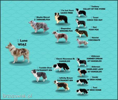 Piękna Suczka BORDER COLLIE z papierami po dobrych rodzicach