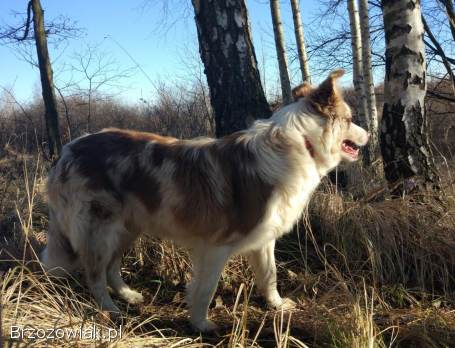 Piękna Suczka BORDER COLLIE z papierami po dobrych rodzicach