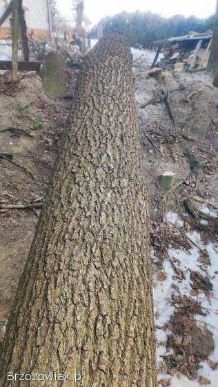 Dąb w klocu