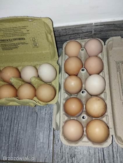 Jajka swojskie