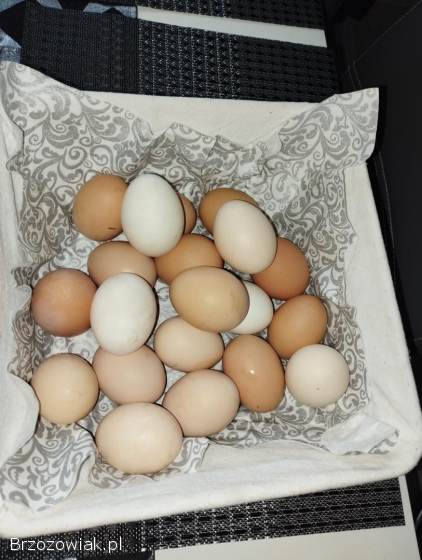Jajka swojskie