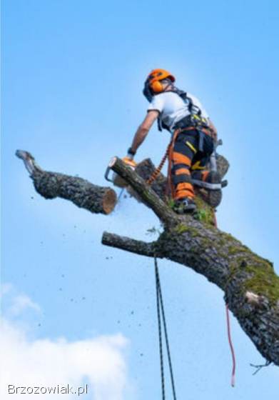 Wycinka drzew