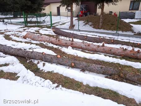 Sprzedam kloce modrzewia