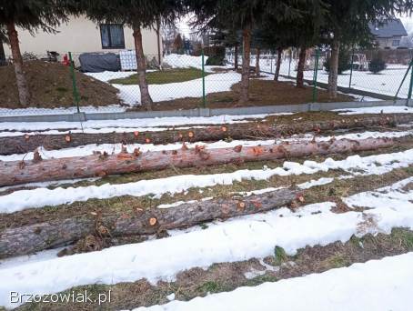 Sprzedam kloce modrzewia