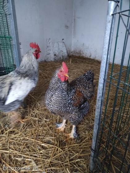Sprzedam koguty