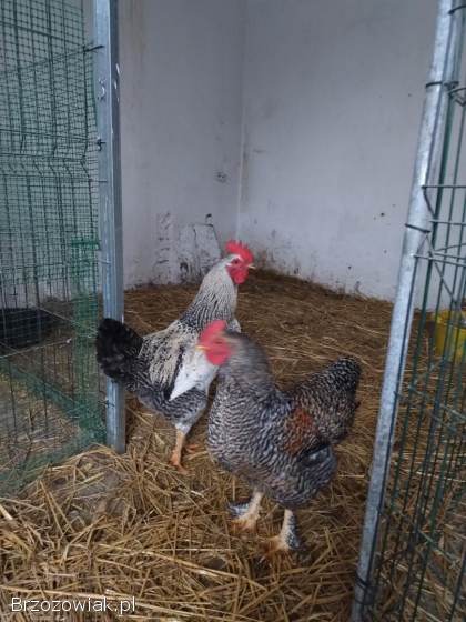Sprzedam koguty