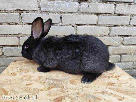 Królik samiec 6 kg