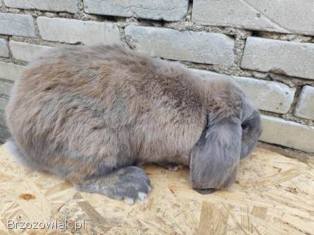 Króliki baran francuski samiec