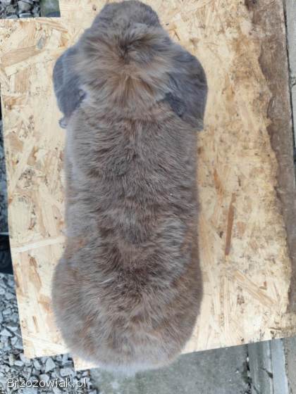 Króliki baran francuski samiec