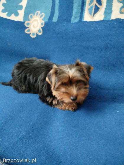 Sprzedam bardzo pięknego pieska Yorka