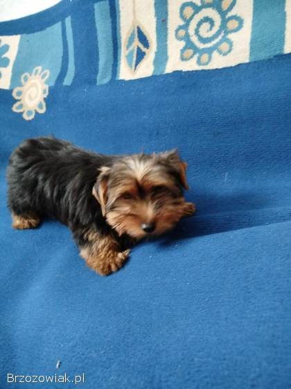 Sprzedam bardzo pięknego pieska Yorka