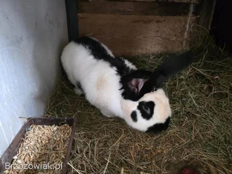 Króliki belgi,  srokacz oraz mieszańce