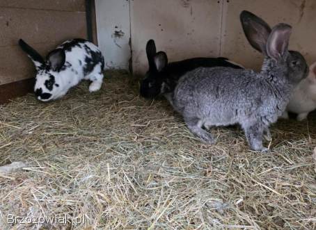 Króliki belgi,  srokacz oraz mieszańce