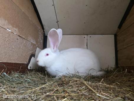 Króliki belgi,  srokacz oraz mieszańce