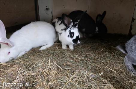 Króliki belgi,  srokacz oraz mieszańce