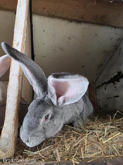 Króliki belgi,  srokacz oraz mieszańce