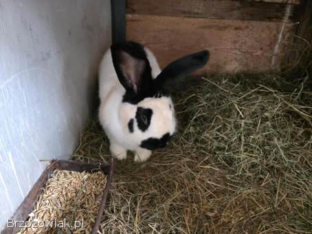 Króliki belgi,  srokacz oraz mieszańce