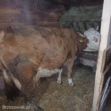 Sprzedam 2 krowy do dalszego chowu