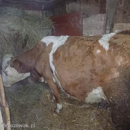 Sprzedam 2 krowy do dalszego chowu