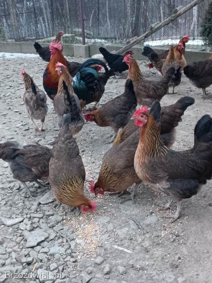 Jajka lęgowe zielono i żółtonóżek kuropatwianych