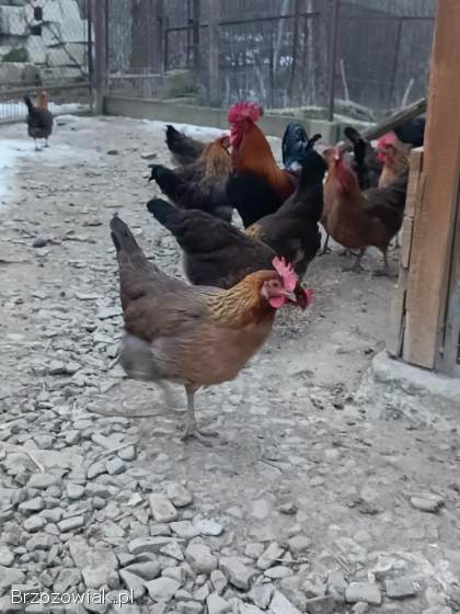 Jajka lęgowe zielono i żółtonóżek kuropatwianych