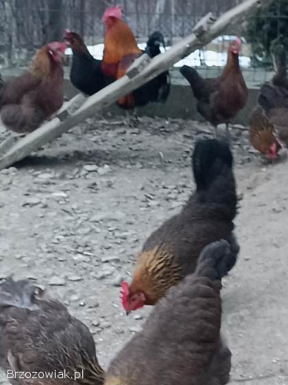 Jajka lęgowe zielono i żółtonóżek kuropatwianych