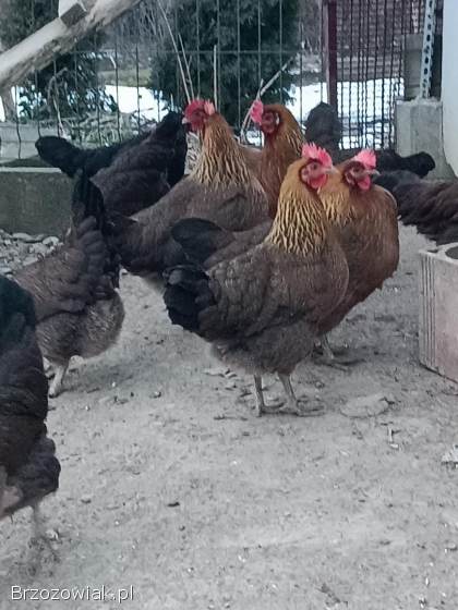 Jajka lęgowe zielono i żółtonóżek kuropatwianych