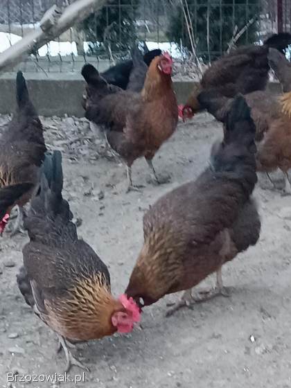 Jajka lęgowe zielono i żółtonóżek kuropatwianych