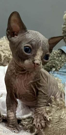 Zapraszamy do rezerwacji naszych pięknych kociąt