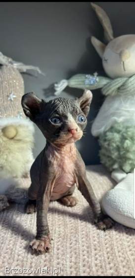 Zapraszamy do rezerwacji naszych pięknych kociąt