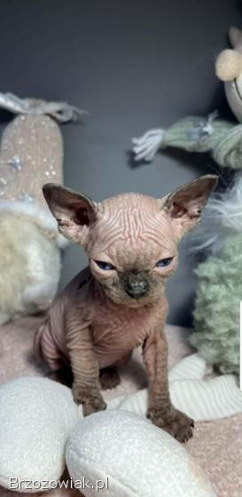 Zapraszamy do rezerwacji naszych pięknych kociąt