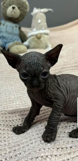 Zapraszamy do rezerwacji naszych pięknych kociąt