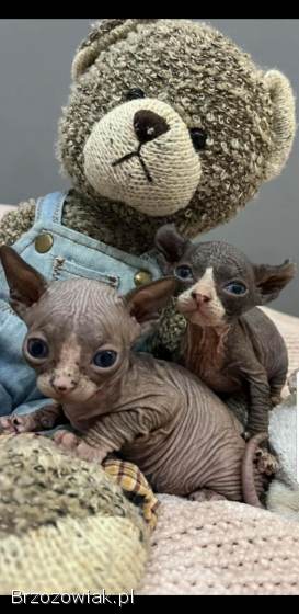 Zapraszamy do rezerwacji naszych pięknych kociąt