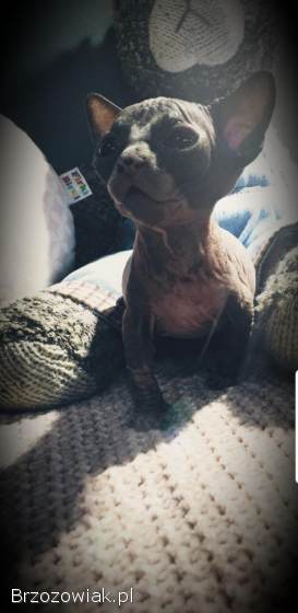 Zapraszamy do rezerwacji naszych pięknych kociąt