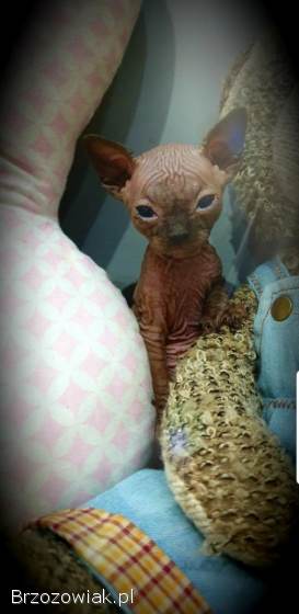 Zapraszamy do rezerwacji naszych pięknych kociąt