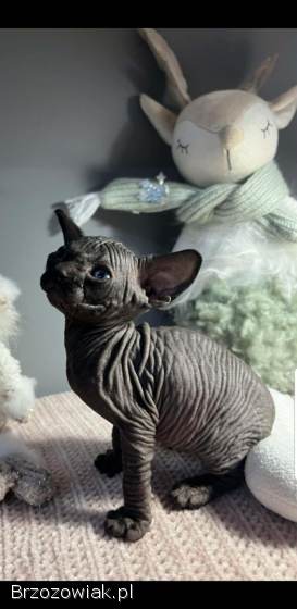 Zapraszamy do rezerwacji naszych pięknych kociąt