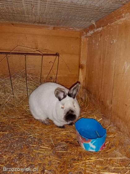 Króliki Kalifornijskie