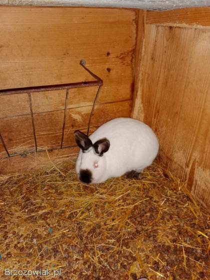 Króliki Kalifornijskie