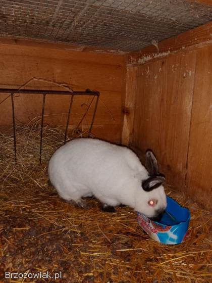 Króliki Kalifornijskie