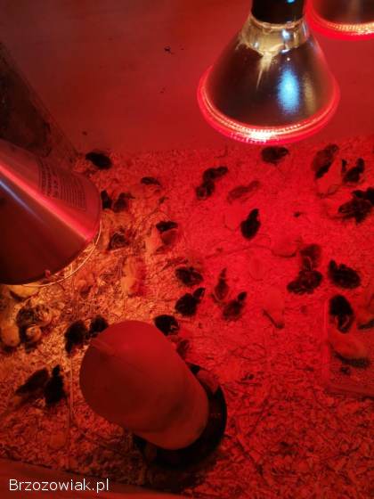 Przepiórki japońskie mix kolorów caledon