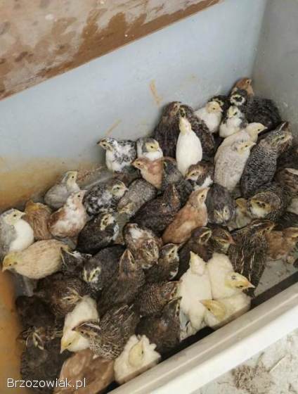 Przepiórki japońskie mix kolorów caledon