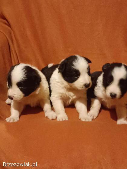 Border Collie FCI -  Szczeniaczki klasy wystawowej