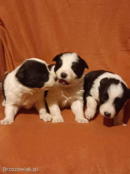 Border Collie FCI -  Szczeniaczki klasy wystawowej