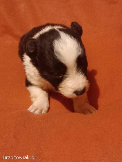 Border Collie FCI -  Szczeniaczki klasy wystawowej