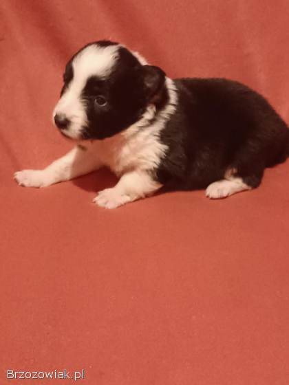 Border Collie FCI -  Szczeniaczki klasy wystawowej